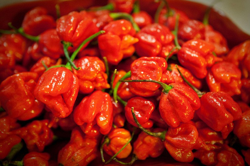 ớt cay nhất thế giới