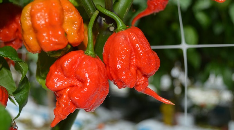 ớt cay nhất thế giới