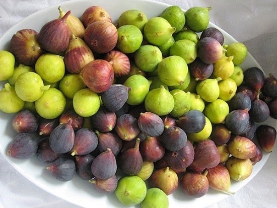 sung đường sung mỹ khi chín