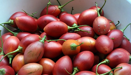 cà chua thân gỗ siêu trái