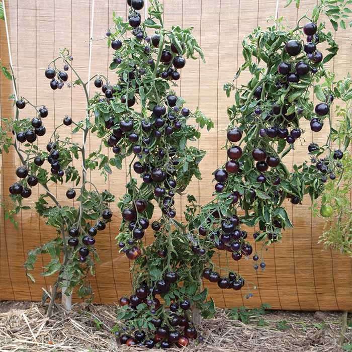 Giống cà chua đen rất dễ trồng và đem lại năng suất cao