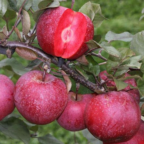 Giống táo ruột đỏ đang thu hút rất nhiều vị khách yêu cây trồng