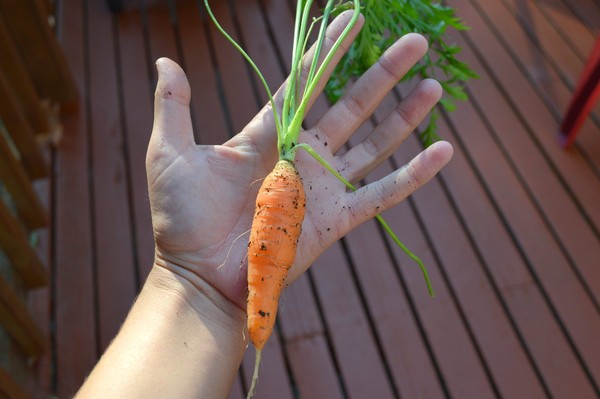 cà rốt mini