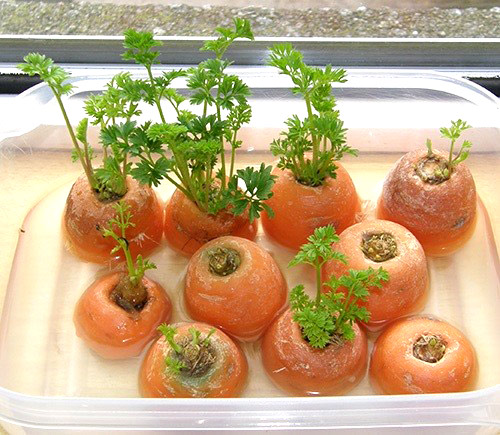 Bạn có thể tận dùng đầu của củ cà rốt để trồng cây