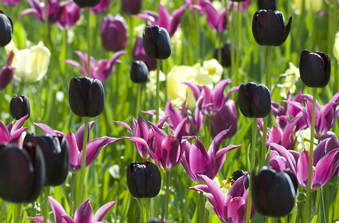 Hoa tuilip đen
