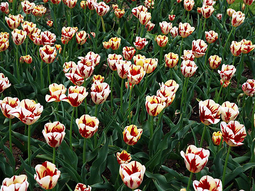 hoa tulip đốm