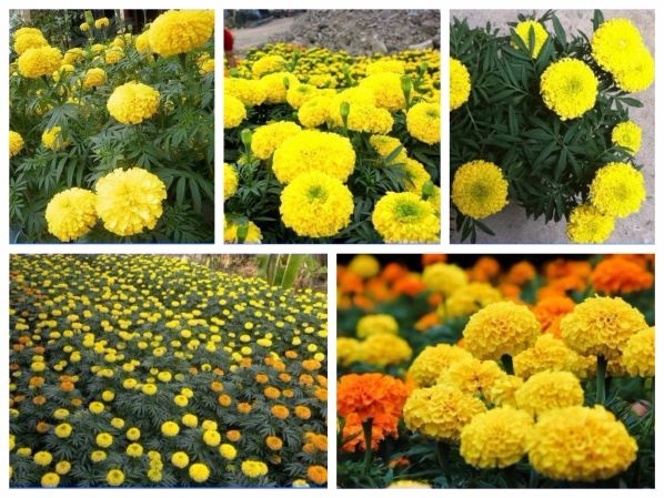 hạt giống vạn thọ lùn màu vàng chanh