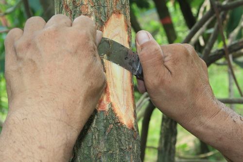 Chọn cây to, khỏe và xử lý bằng cách cắt lớp vỏ của cây