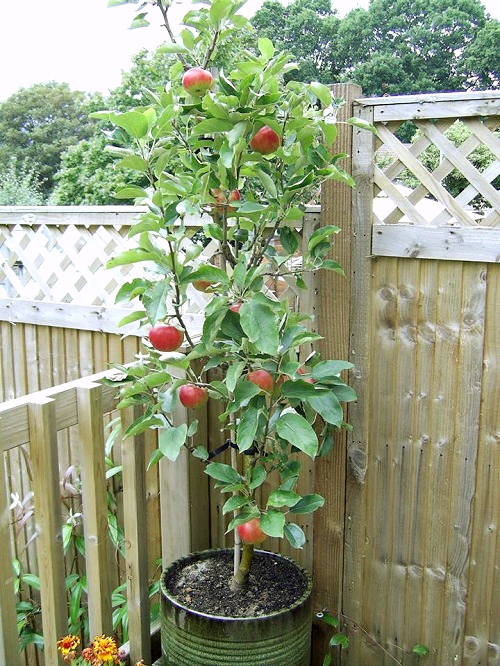 cây táo đỏ