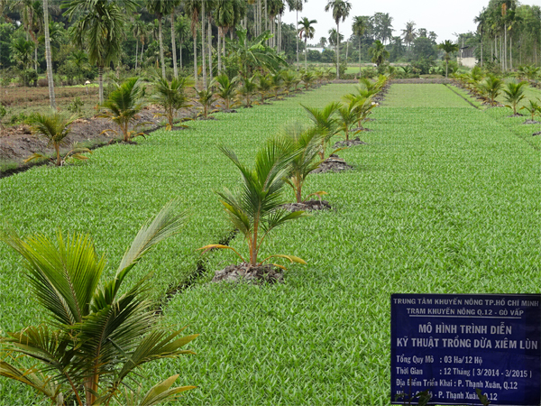 trồng dừa xiêm lùn