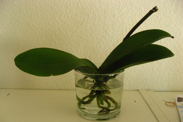 lan hồ điệp thủy canh