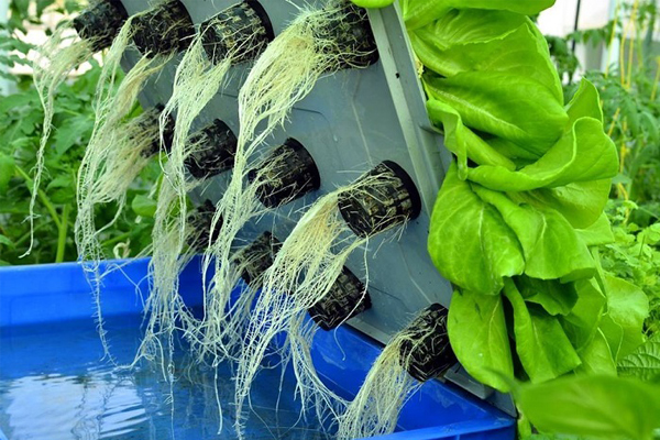 trồng rau thủy canh tại nhà