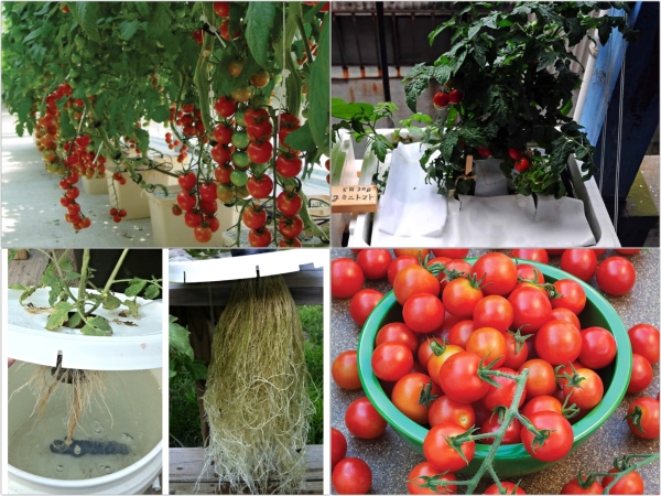 Quy trình trồng cà chua công nghệ cao