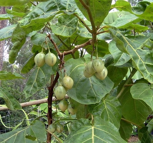 cây có trái cà chua thân gỗ
