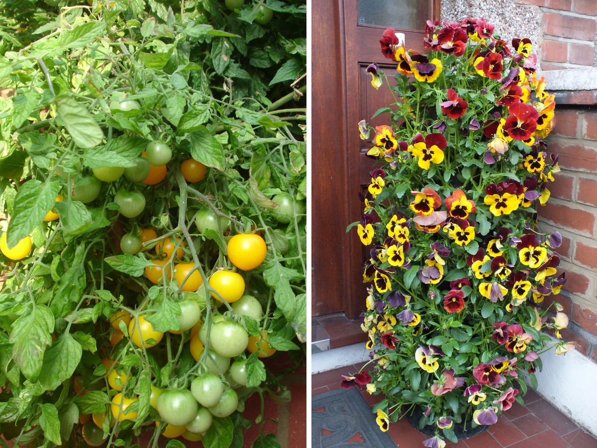 Trụ thông minh trồng cà chua và cây xanh