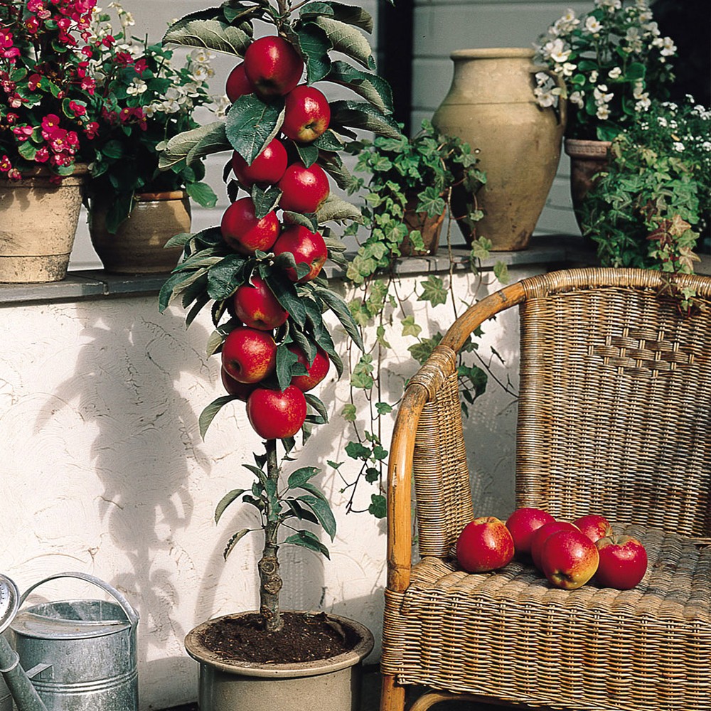 Tổng hợp 99 hình về mô hình trồng táo đỏ  daotaonec