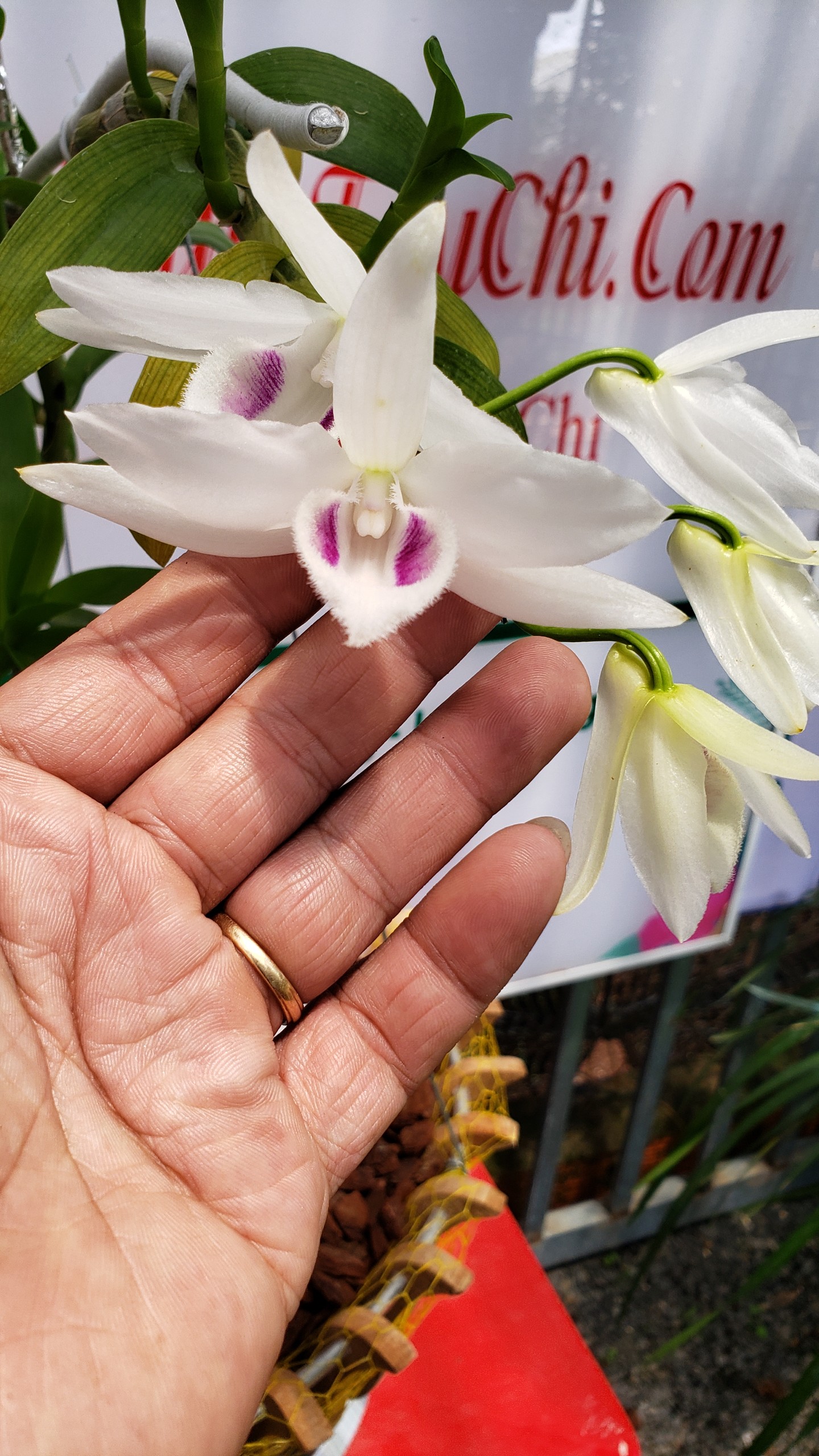 Lan 5 Cánh Trắng Phú Thọ là loại hoa độc đáo, được biết đến với những đốm vàng và phấn trắng trên cánh hoa. Hãy chiêm ngưỡng hình ảnh đầy sức sống của loài hoa này và cảm nhận sự tuyệt diệu của thiên nhiên.