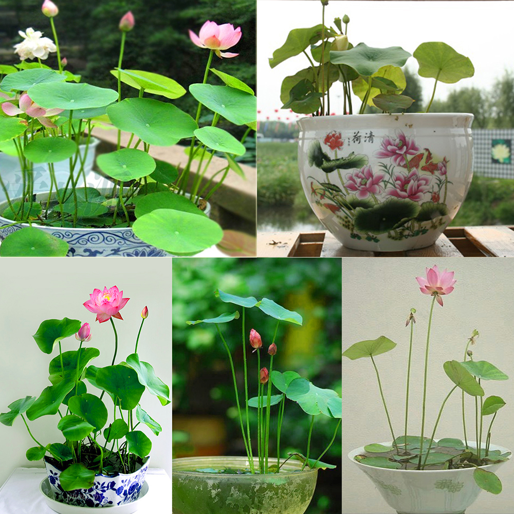 Sen Nhật mini đang là loài hoa được nhiều chị em lựa chọn để trồng tại nhà