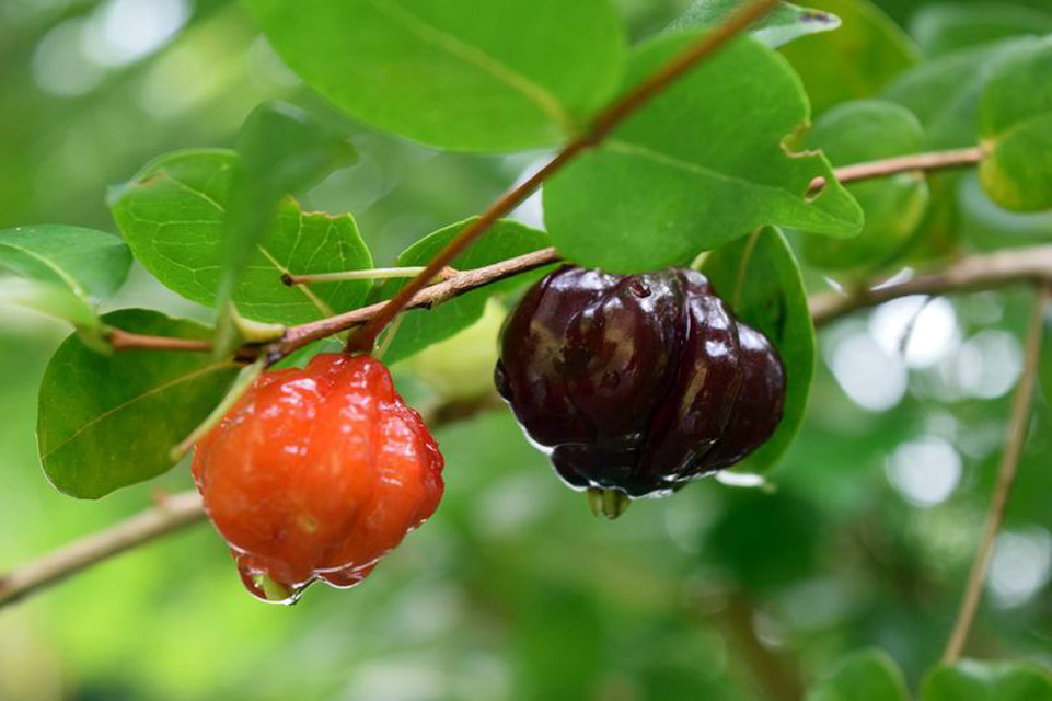 Quả của Cây Giống Cherry Nam Mỹ