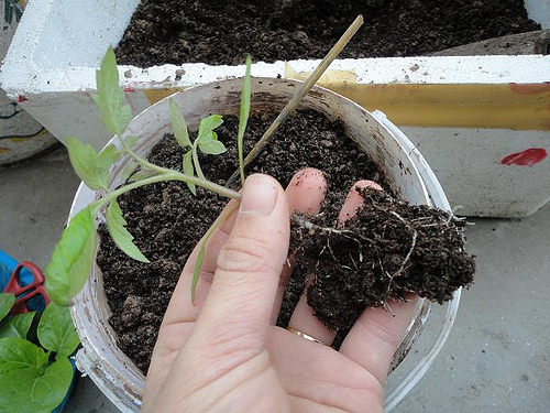 Nếu là người mê trồng cây thì bạn không thể bỏ qua giống cây cà chua đen này được