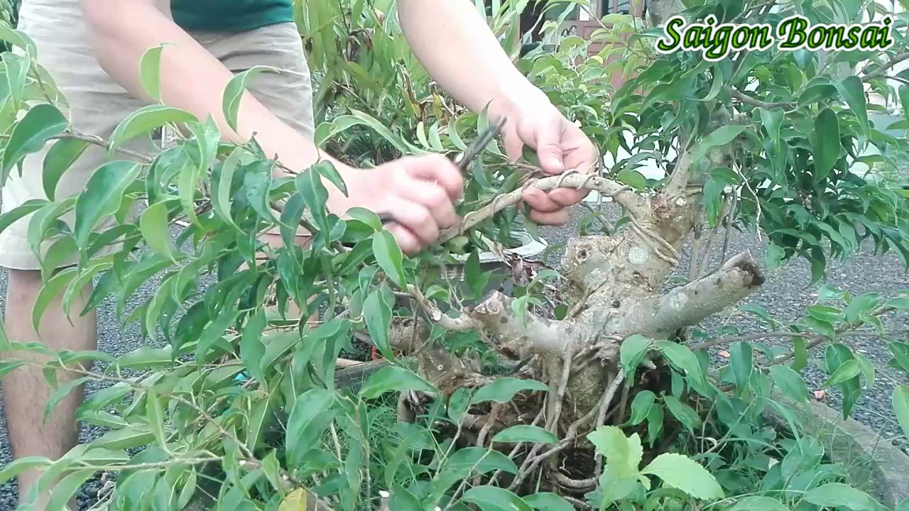 cắt cây bonsai