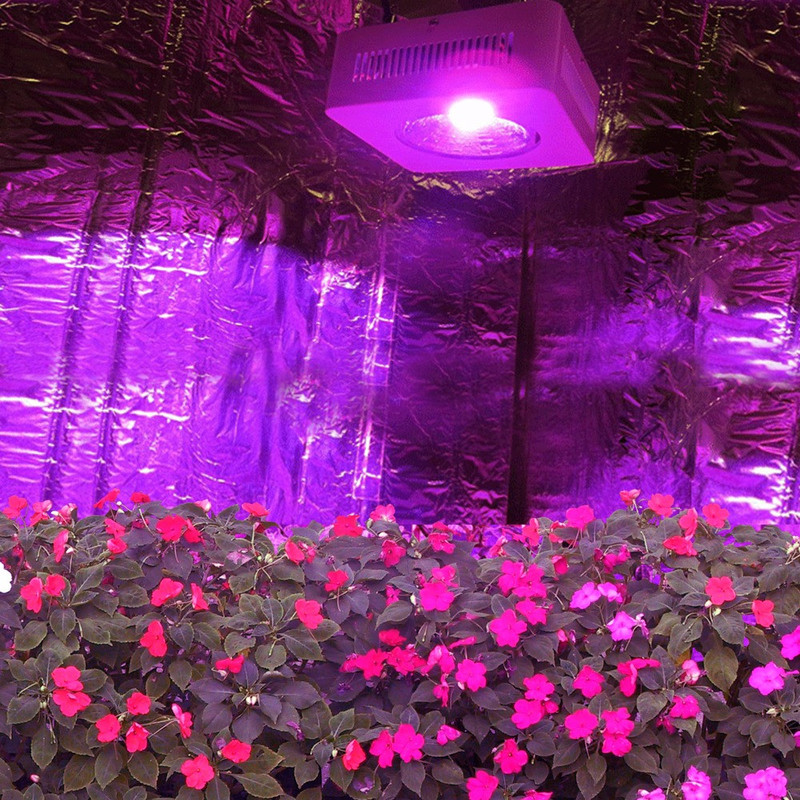 Trồng hoa thổ canh bằng đèn led đầy đủ quang phổ
