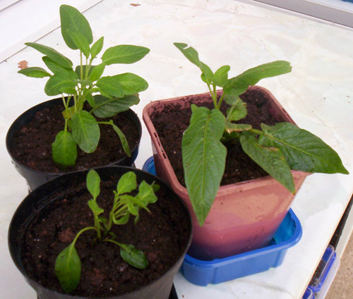 cách trồng dưa pepino