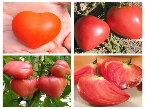 hạt giống cà chua trái tim
