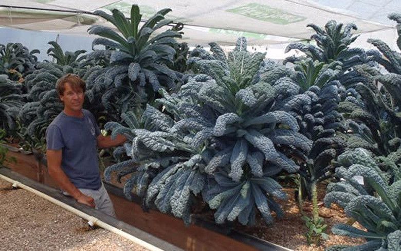 hạt giống cải xoăn khổng lồ Kale