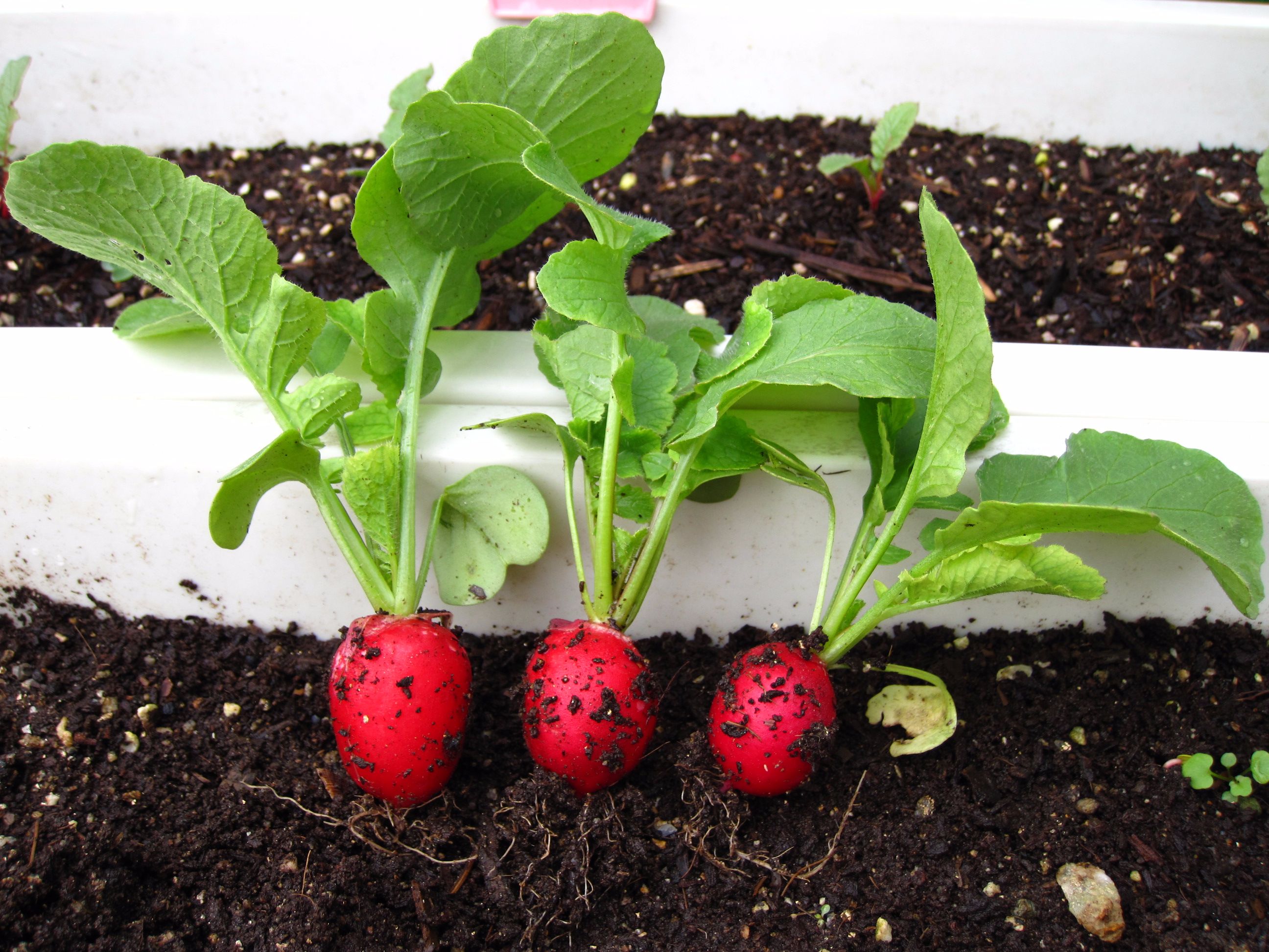 củ cải đỏ mini trồng tại nhà