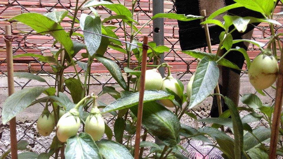trồng dưa pepino
