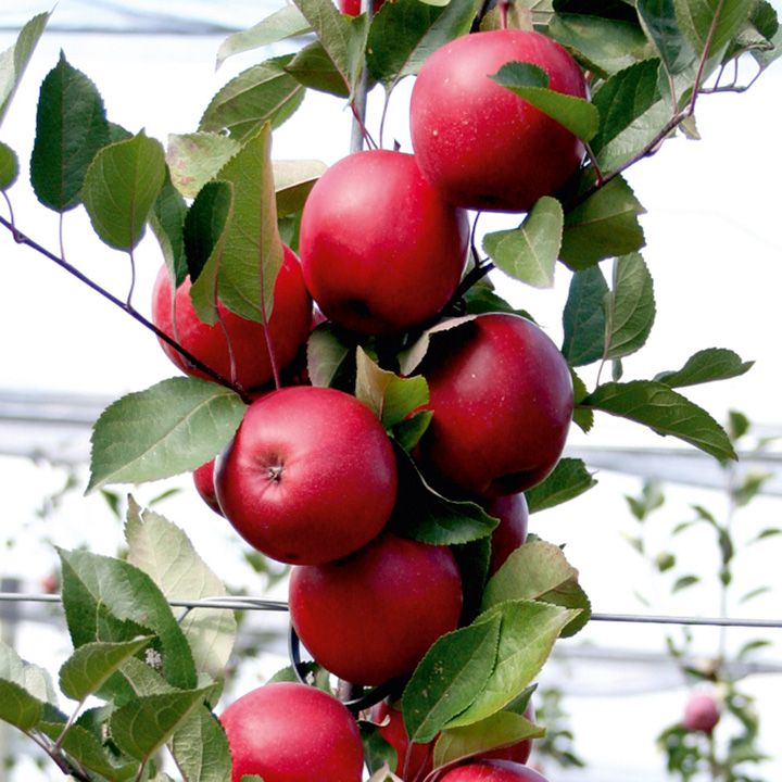 hạt giống táo vỏ đỏ ruột đỏ