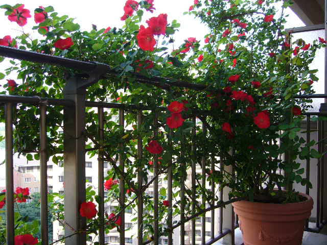 hoa hồng trồng ban công