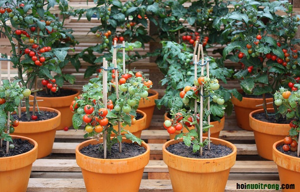 Lựa chọn chậu trồng cà chua