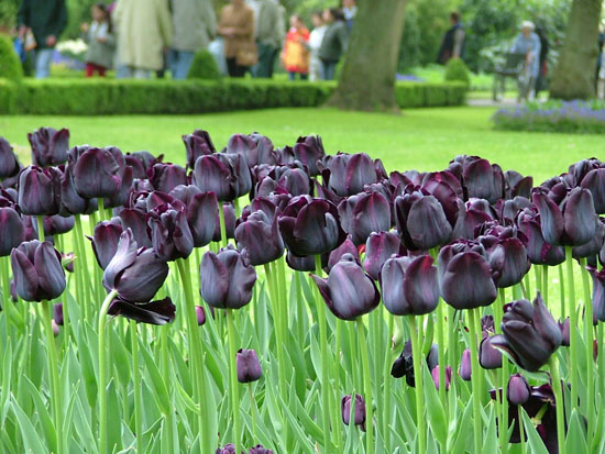 tulip đen