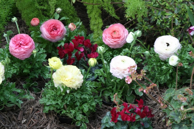 Vườn hoa hồng ri ba tư