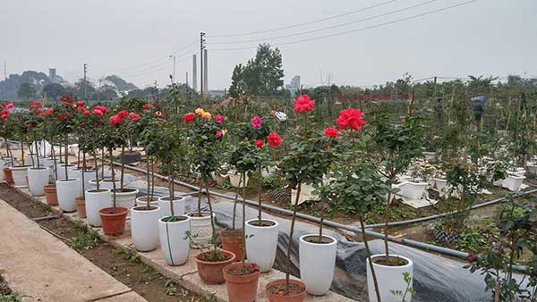 Vườn hoa hồng thân gỗ