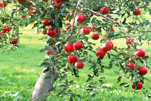 Doanh nhân Việt sang Mỹ học cách trồng táo cherry