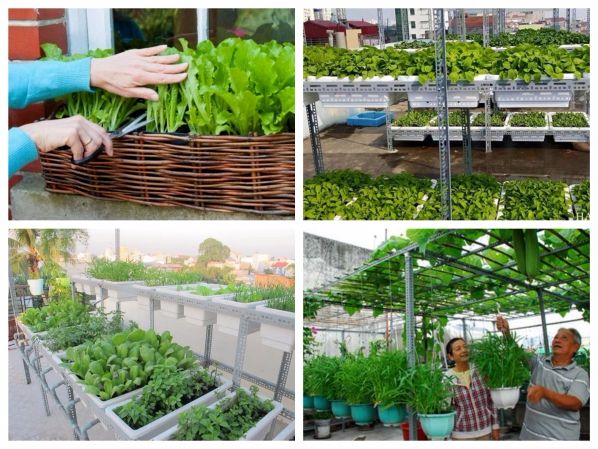 Top 27 cách làm đất trồng rau trên sân thượng mới nhất  lagroupeduvn